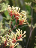 Anigozanthos flavidus (Kangaroo paw), Flowers