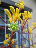 Anigozanthos flavidus (Kangaroo paw), Flowers