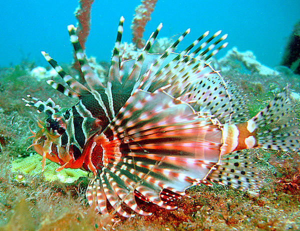 Dendrochirus zebra