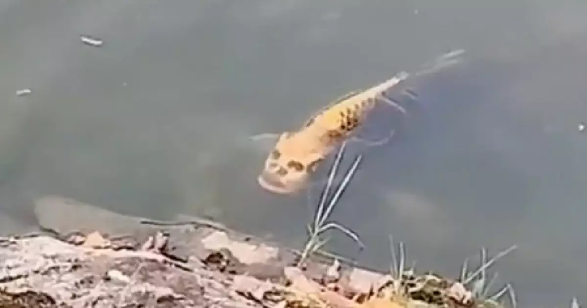 Fish with a human face