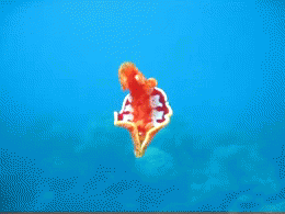 Spanish dancer (Hexabranchus sanguineus)