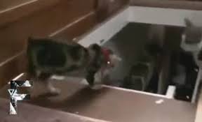 Animals Can Be Jerks