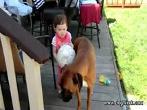 Dog protects baby