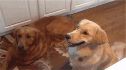 Dumb blonde dog