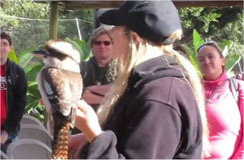 kookaburra's Call