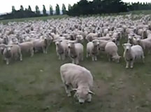 Sheep Protest!