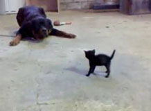 Brave Kitten