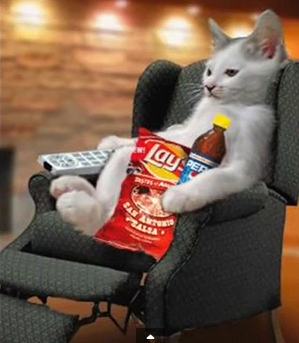 Funny animals