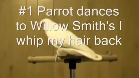Parrot dances to Willow Smith's 'Whip My Hair'