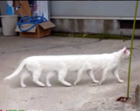 Funny animals