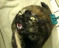Possesed Cat