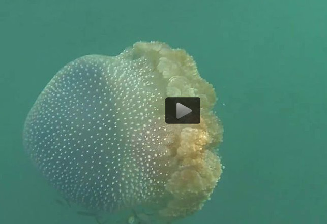 Phyllorhiza punctata (Video)