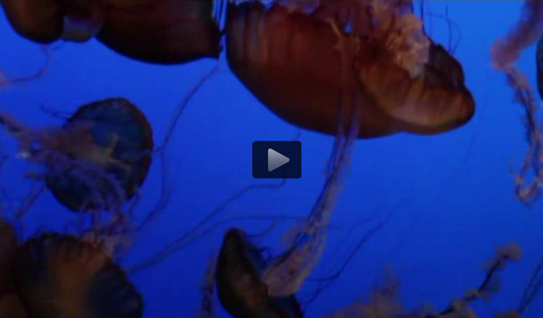A swarm of Pacific sea nettles (Video)