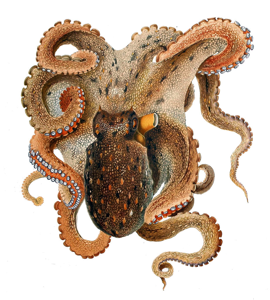 The common octopus (Octopus vulgaris)