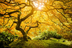 Tree of Life