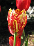 Tulip with variegated colors