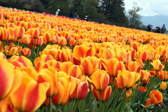 Skagit Valley Tulip Festival