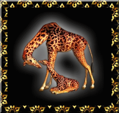 Animated Animals-D
