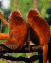 Animated Animals-B