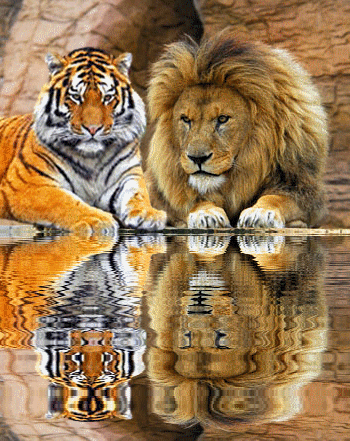 Animated Animals-A