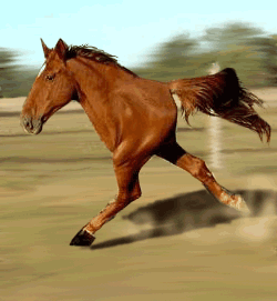 Animated Animal-r