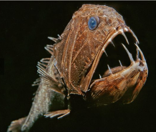 Deep Sea Creatures