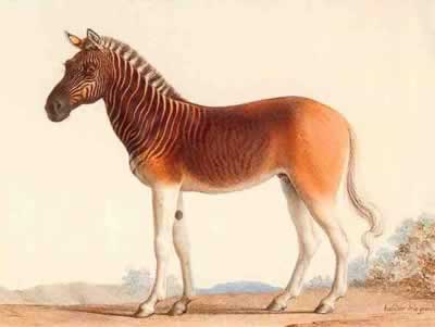 10 Most Amazing Extinct Animals