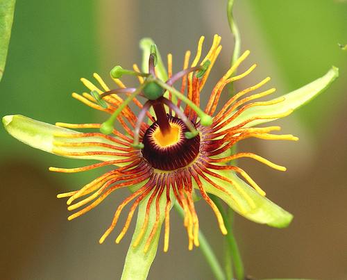 Passion Flower