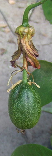 Passiflora herbertiana