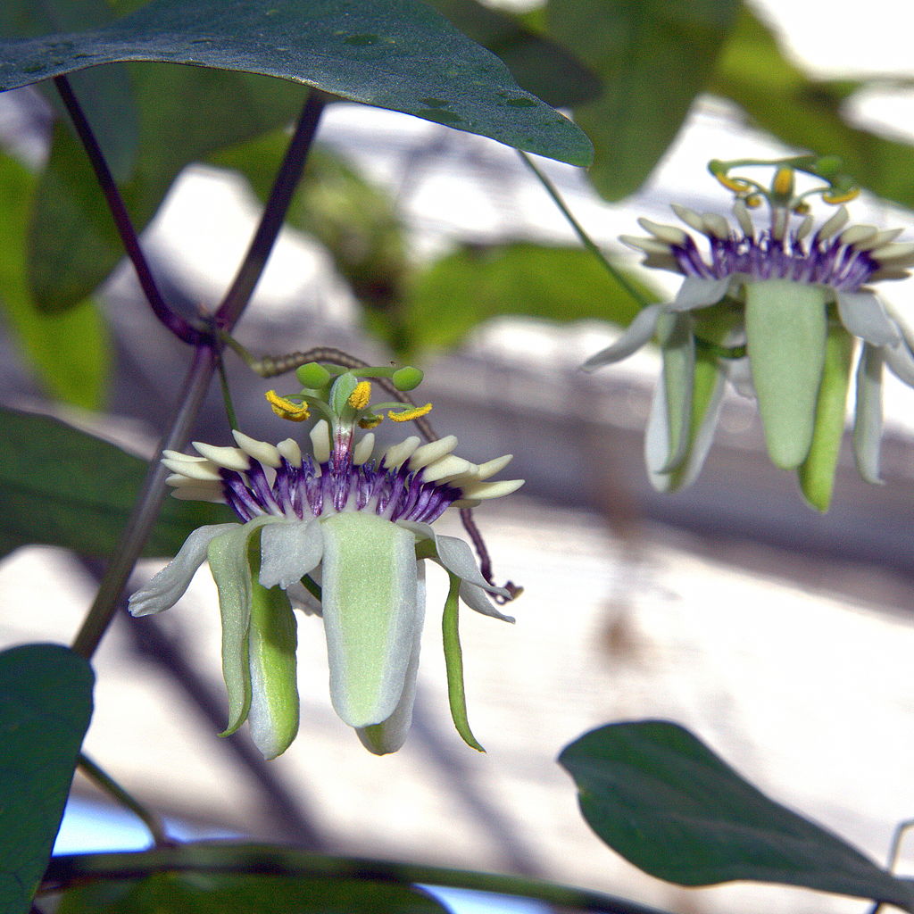 Passiflora colinvauxii