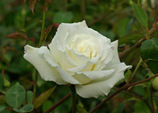 Rosa 'Mrs. Herbert Stevens'