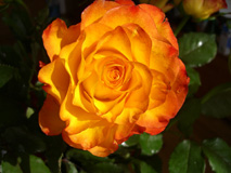 Orange Rose