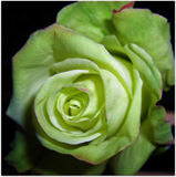 Green Rose