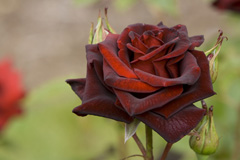 Black Rose