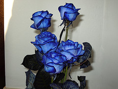 Blue Rose