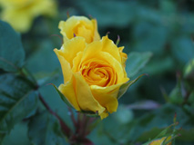 Yellow Rose