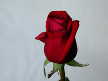 Red Rose