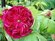 Rosa 'Charles de Mills'