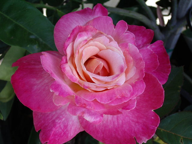 Rosa 'Abracadabra'
