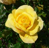 Rosa Gold Glow