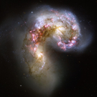 The Antennae galaxies are undergoing a collision