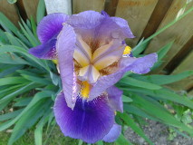 Iris Germanica, Limburg, Netherlands