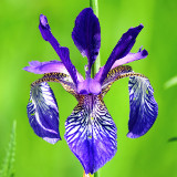 Iris sibirica in 