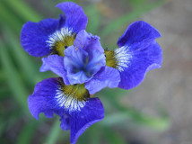 Iris sibirica, Siberian Iris Blue
