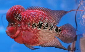 Luohan fish