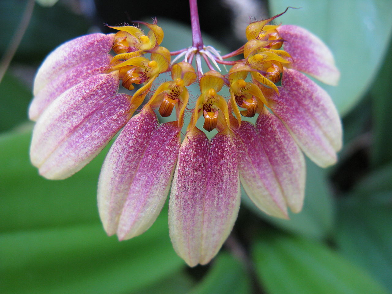 Bulbophyllum