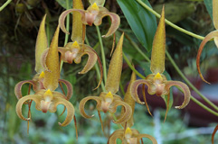 Bulbophyllum