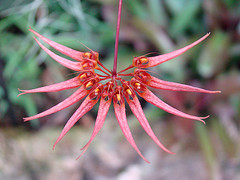 Bulbophyllum