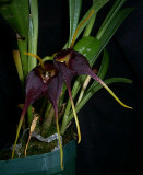 Masdevallia rolfeana