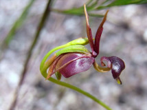 Caleana major